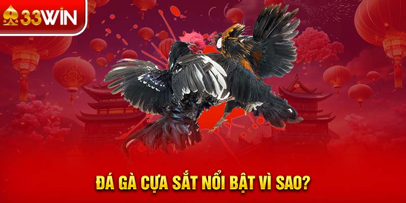 Đá gà cựa sắt nổi bật vì sao?