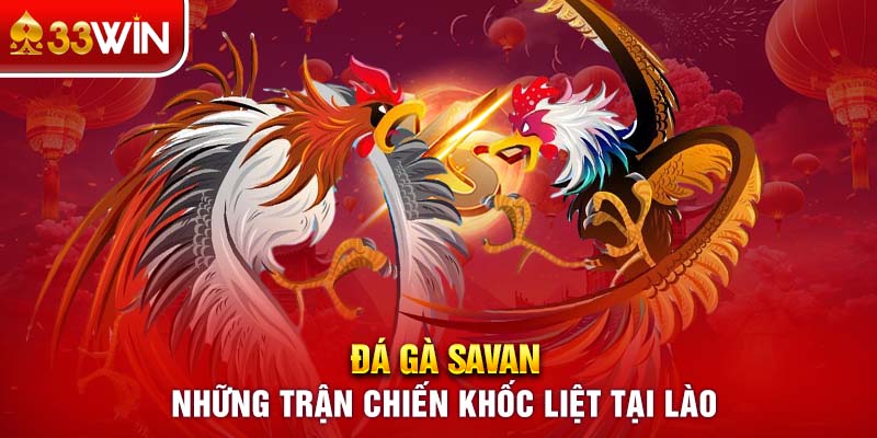 Đá Gà Savan - Những Trận Chiến Khốc Liệt Tại Lào