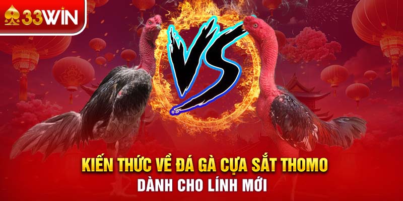 Kiến Thức Về Đá Gà Cựa Sắt Thomo Dành Cho Lính Mới