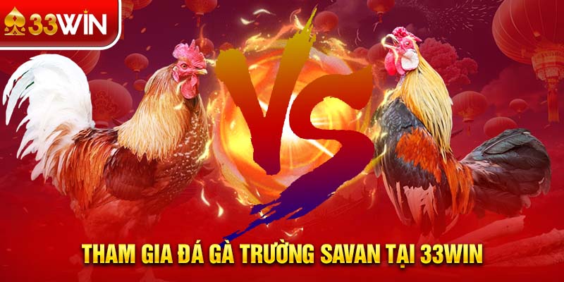 Tham gia đá gà trường Savan tại 33WIN